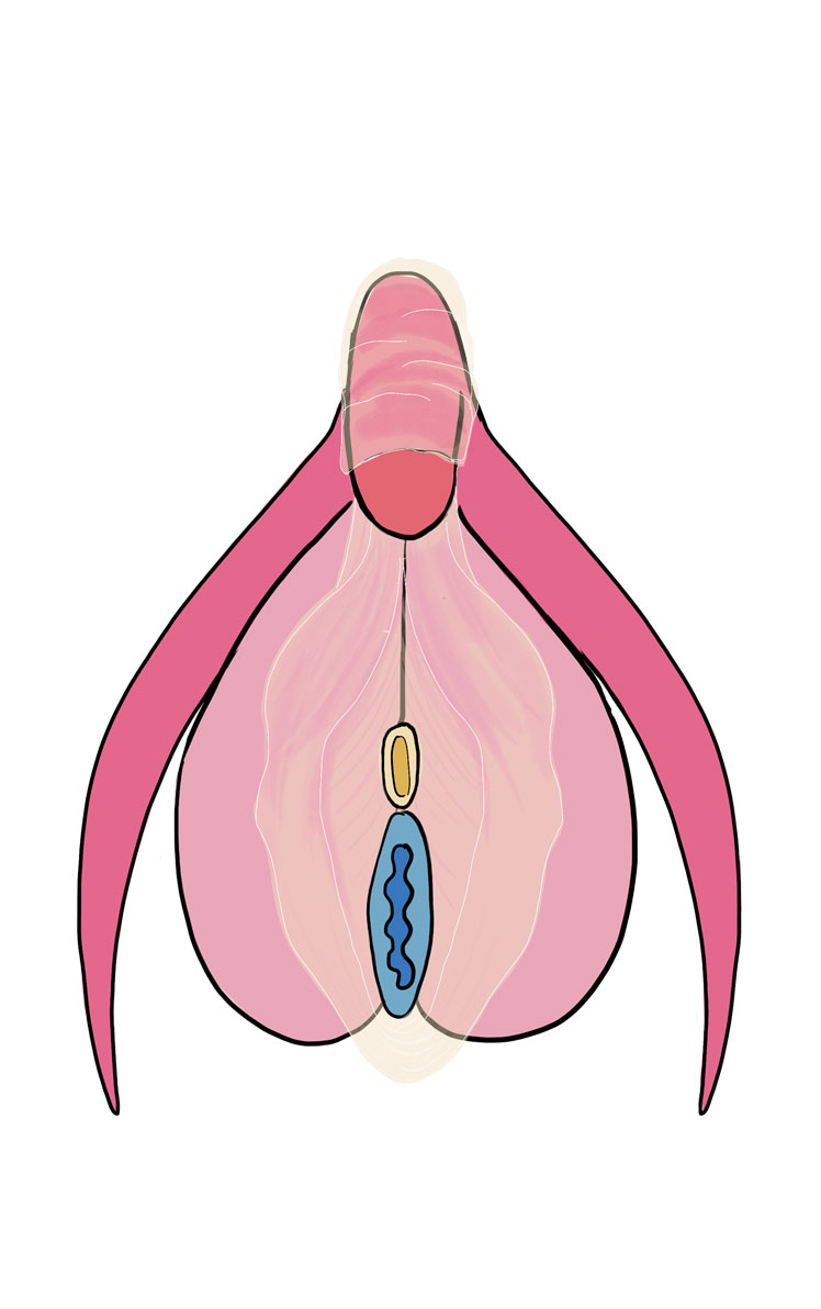 Einen Penis kann jeder zeichnen, aber eine Klitoris? Da wird’s dann schwierig.