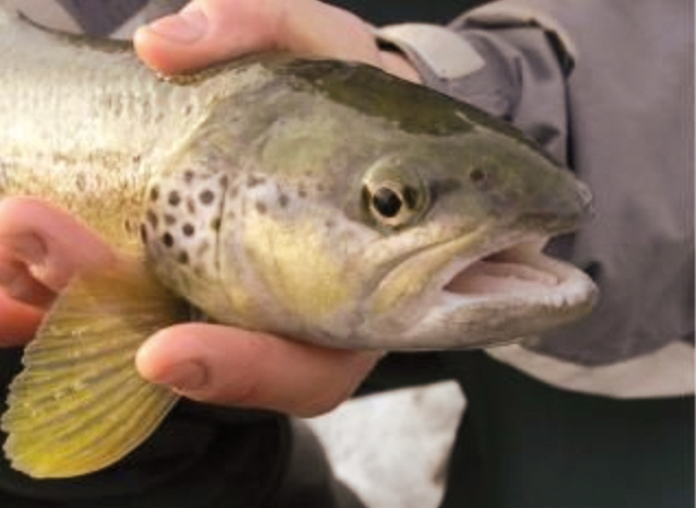 Fisch