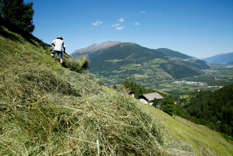 Die Bauern als Landschaftspfleger,
