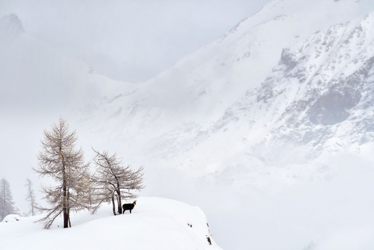 Naturpark Gemse