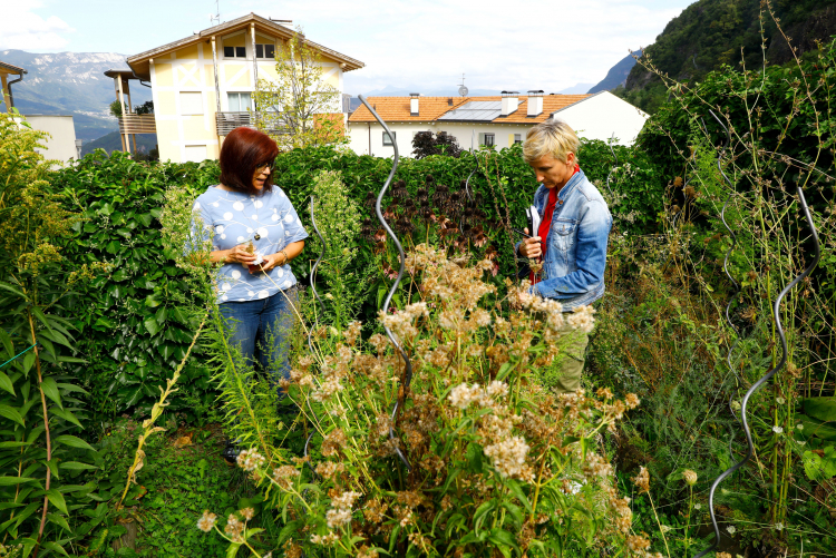 Wie können wir die Kraft der Natur nutzen? Für ihre Reportage hat Alexandra Aschbacher (rechts) auch mit der Kräuterexpertin Sigrid Thaler gesprochen und sich von ihr erklären lassen, wie man etwa mit Pflanzen redet.
Ab Seite 40.