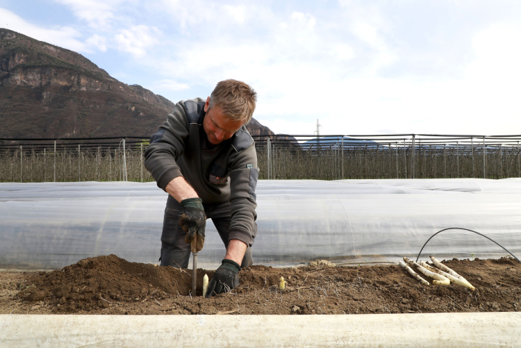 Um den 17. März fiel in Terlan der Startschuss für die neue Saison: Die ersten Spargelbauern haben mit dem Stechen begonnen – darunter auch Hans-Peter Höller vom Kohlerhof.
