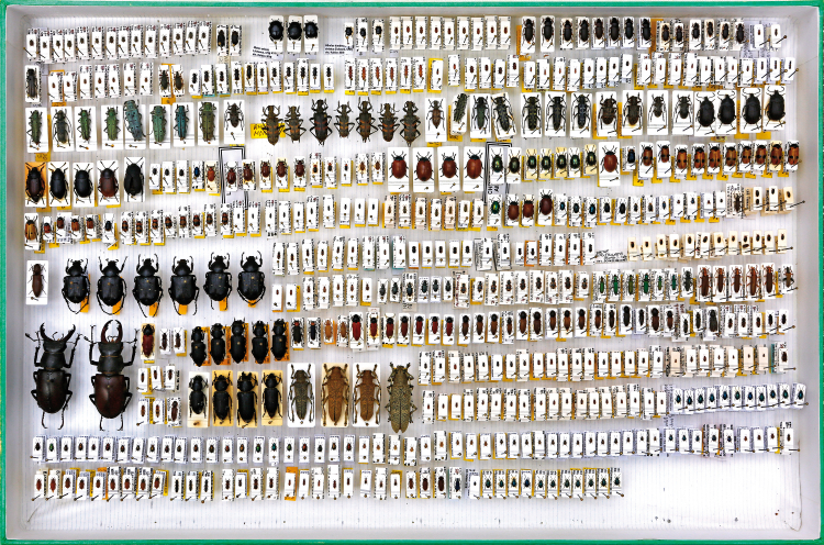 Präparierte Artenvielfalt: Im Dokumentationsarchiv des Naturmuseums Bozen finden sich viele Käferarten, die Insektenkundler im Land gefunden haben. Käferarten