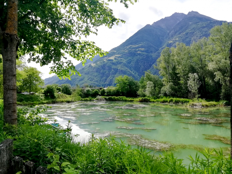 Milchgrüne Suppe mit Einlage: Der Weiher musste Ende April abgemäht werden. Weiher