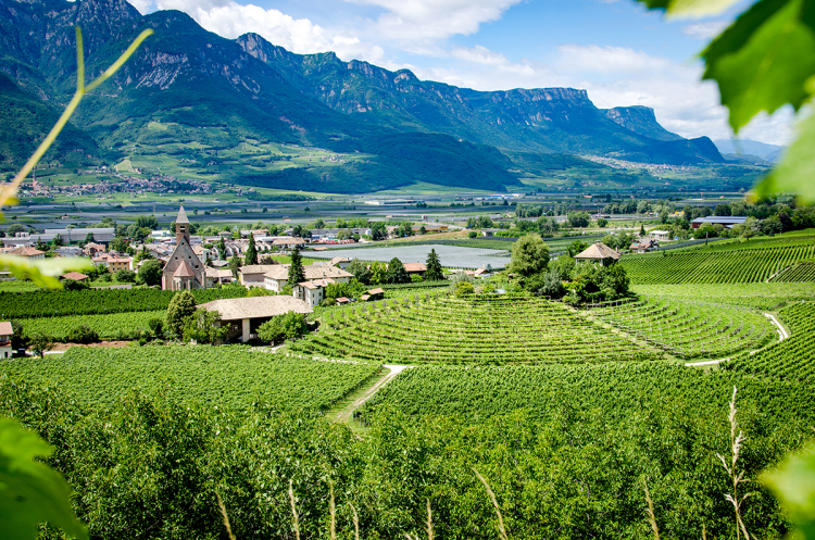 Weingut Baron Longo 