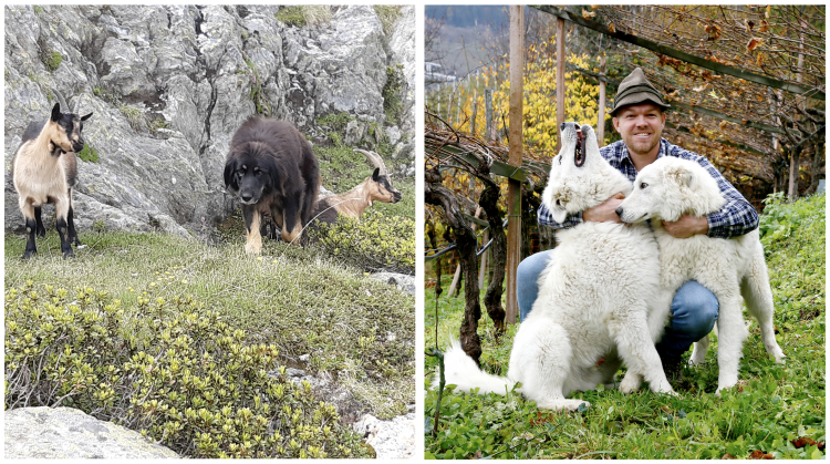 Schäferhunde Athena und Gina