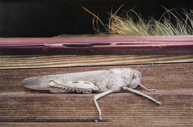 Natura viva