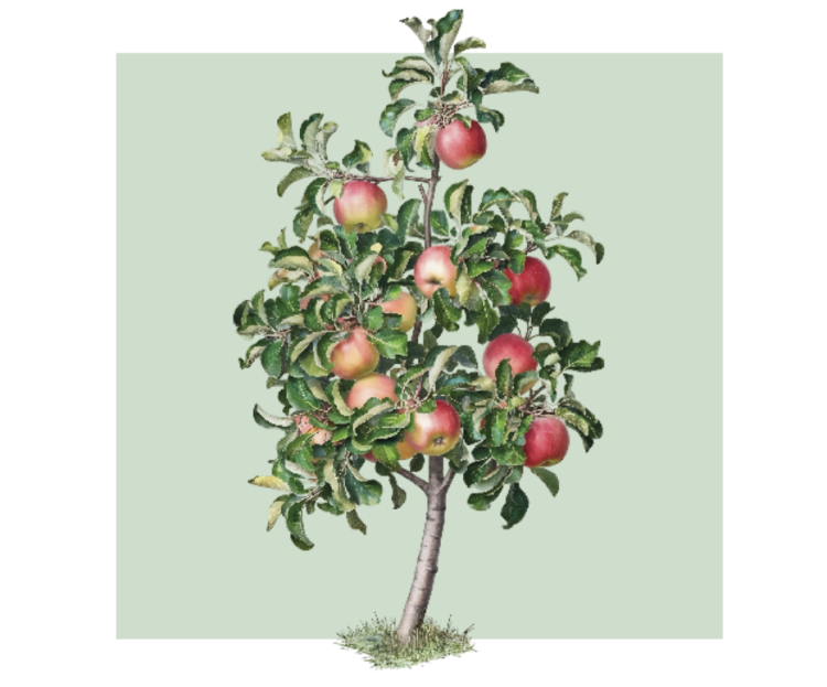 Äpfel