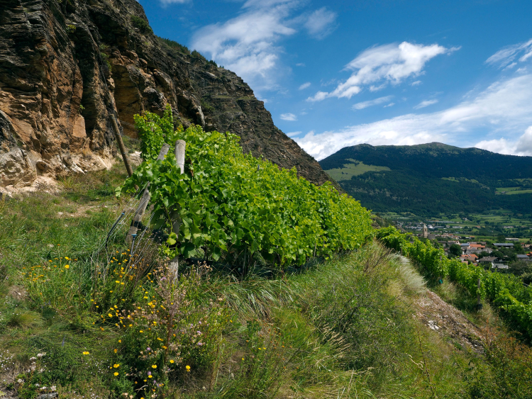 Hilde Van den dries baut auf den steilen Hängen rund um das Kloster Marienberg oberhalb von Burgeis die Rebsorte Solaris an. Er zählt zu den höchsten Weinbergen Europas.