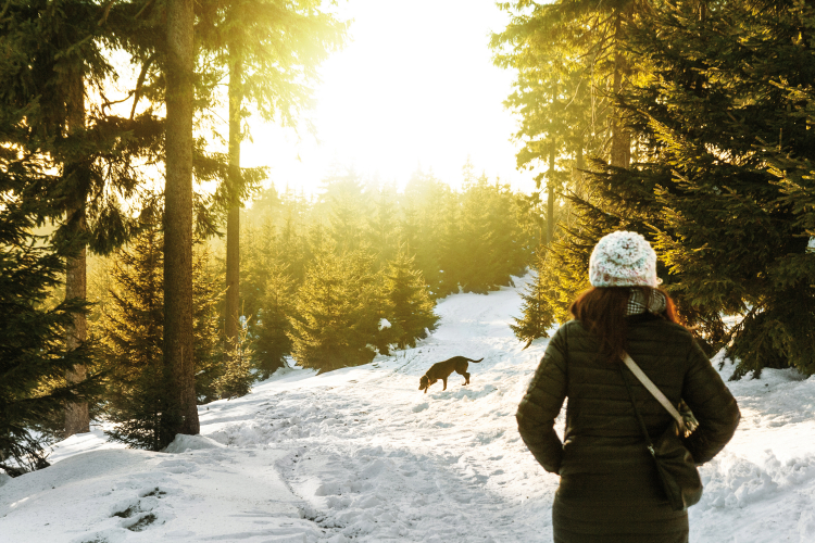 Gesund durch den Winter: Schon regelmäßige Spaziergänge hellen die Stimmung auf und halten fit. Spaziergang durch den Wald