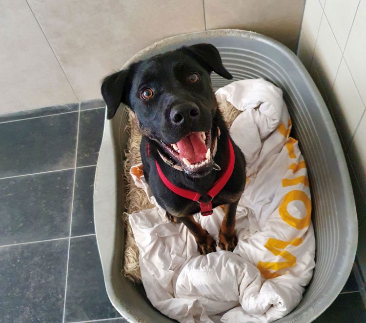 Hund im Tierheim