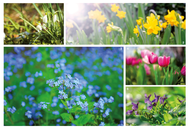 1. Die Schneeglöckchen wagen sich als Erste durch die Erdoberfläche bzw. Schneedecke. 2. Die Narzisse ist als Schnittblume 
in XXL-Format ein beliebtes Geschenk. 3. Vergissmeinnicht: Sinnbild der Romantik. 4. Die Tulpe wartet mit vielen verschiedenen 
Farben auf. Das Veilchen – über 400 Arten gibt es. Das beliebte Stiefmütterchen ist eine der Sorten.  Blumen