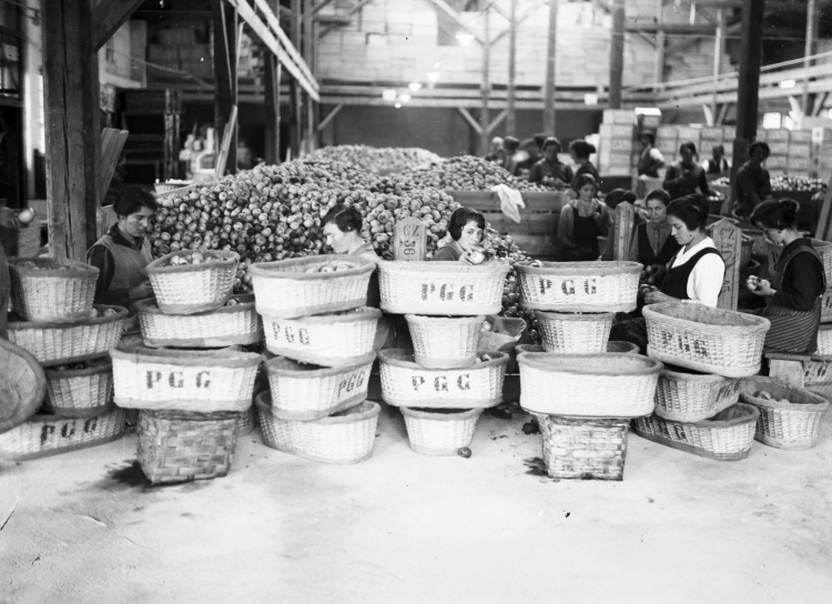 In einer Halle in der Obstgenossenschaft Gries sortieren Frauen Äpfel in Kisten (Bild undatiert): Erwerbstätigkeit war früher zwar erlaubt, doch mit der Heirat endete vielfach die berufliche Tätigkeit.