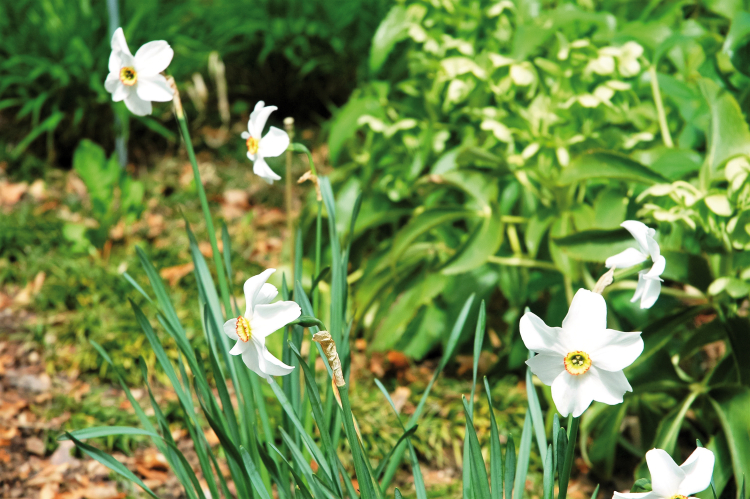 Das Gartenjahr beginnt: Während die Narzissen schon blühen, bringen Gartenbesitzer Kompost aus und entfernen die Spuren des Winters. Narzissen