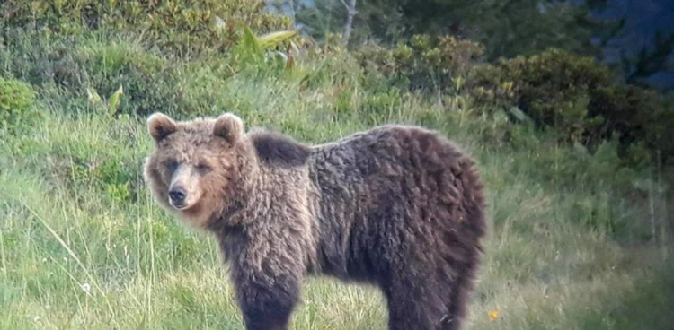 Bär