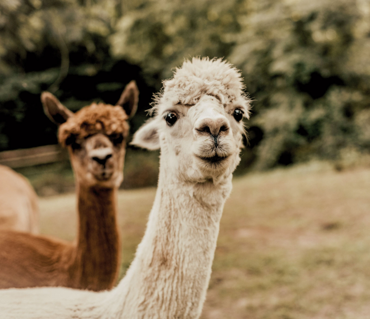 Lamas
