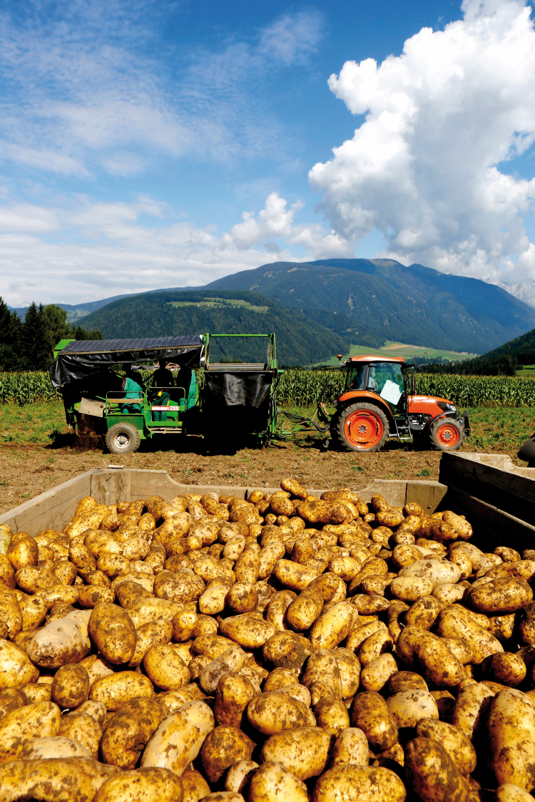 Traktor bei Kartoffelernte