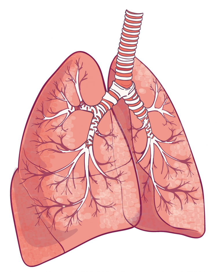 Die Lunge