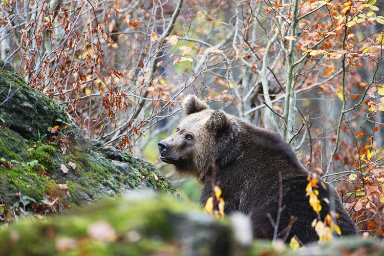 Bär - Baer