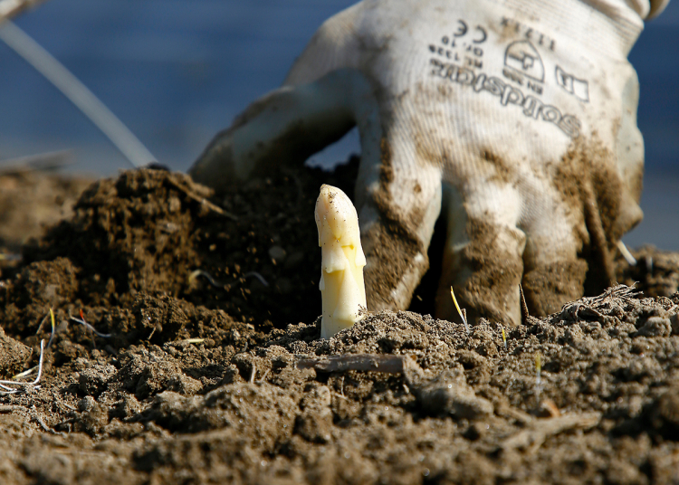 Sobald die empfindlichen Spitzen aus den Dämmen ragen, wird der weiße Spargel zur Ernte gestochen. Spargeln