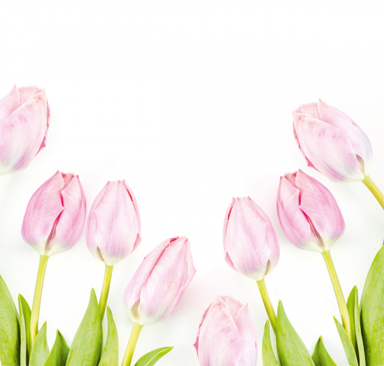 Tulpen
