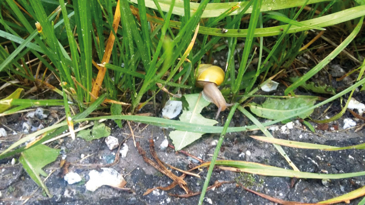 Schnecke
