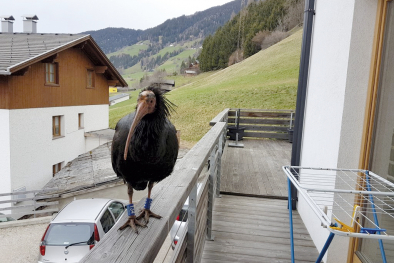 Smeik, der Waldrapp