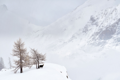 Naturpark Gemse