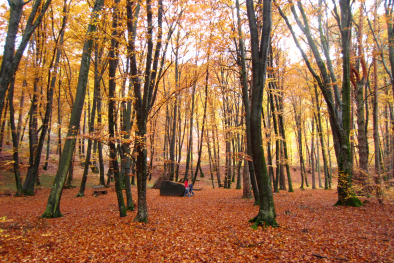  Altenburger Wald