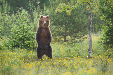 Bär