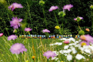 Bienen