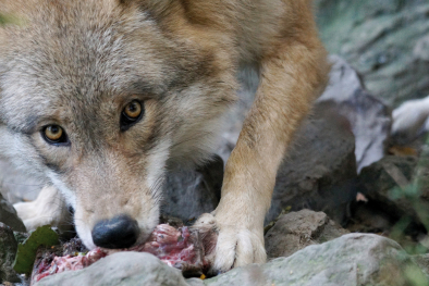 Wolf