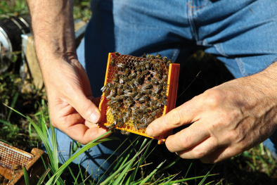 Bienen
