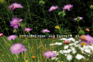 Bienenstock