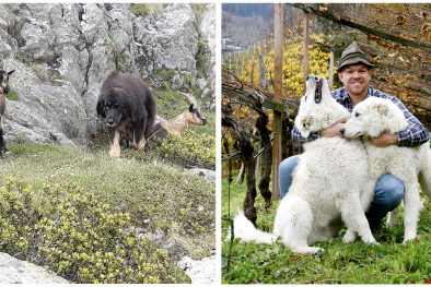Schäferhunde Athena und Gina