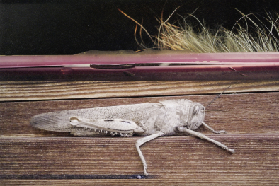 Natura viva