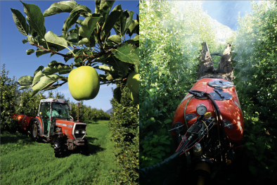 Apfel­anbau in Monokultur