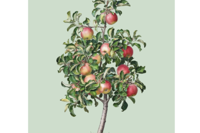 Äpfel