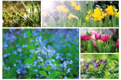 Blumen