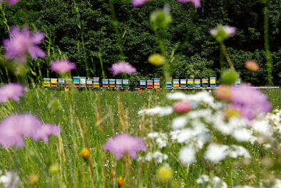 Wiese mit Bienenstock