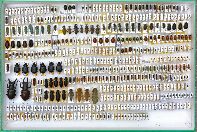Insekten