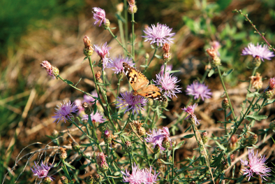 Insekten