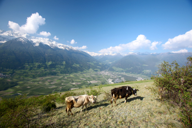 Sonnenberg