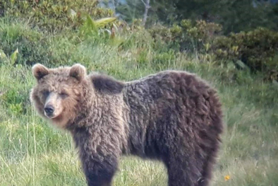 Bär