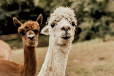 Lamas