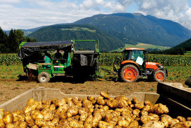 Traktor bei Kartoffelernte