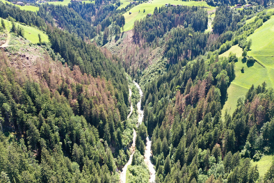 Durch den Borkenkaefer belastete Waelder