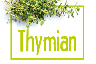 Thymian