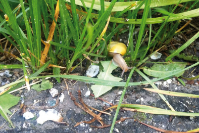 Schnecke