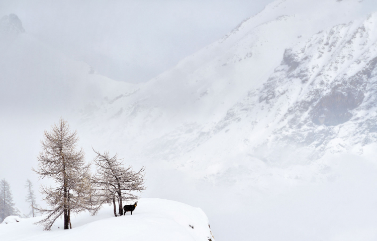 Naturpark Gemse